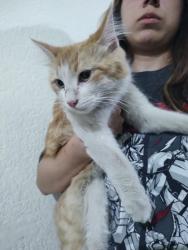 Found/Stray Female Cat last seen México San Luis Potosí , Soledad de Graciano Sánchez, S.L.P. 78436