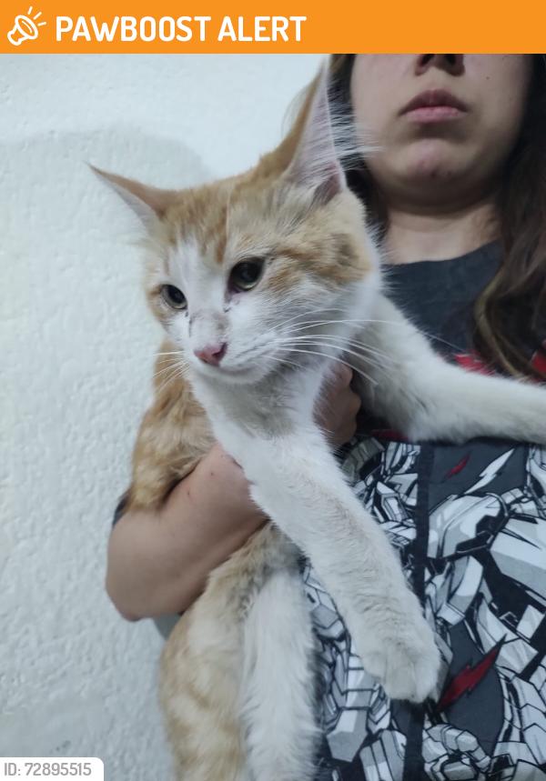 Found/Stray Female Cat last seen México San Luis Potosí , Soledad de Graciano Sánchez, S.L.P. 78436