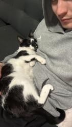 Lost Male Cat last seen Corrimal Wollongong public school , Corrimal, NSW 2518