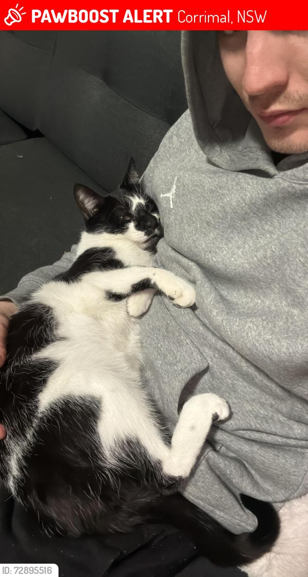 Lost Male Cat last seen Corrimal Wollongong public school , Corrimal, NSW 2518