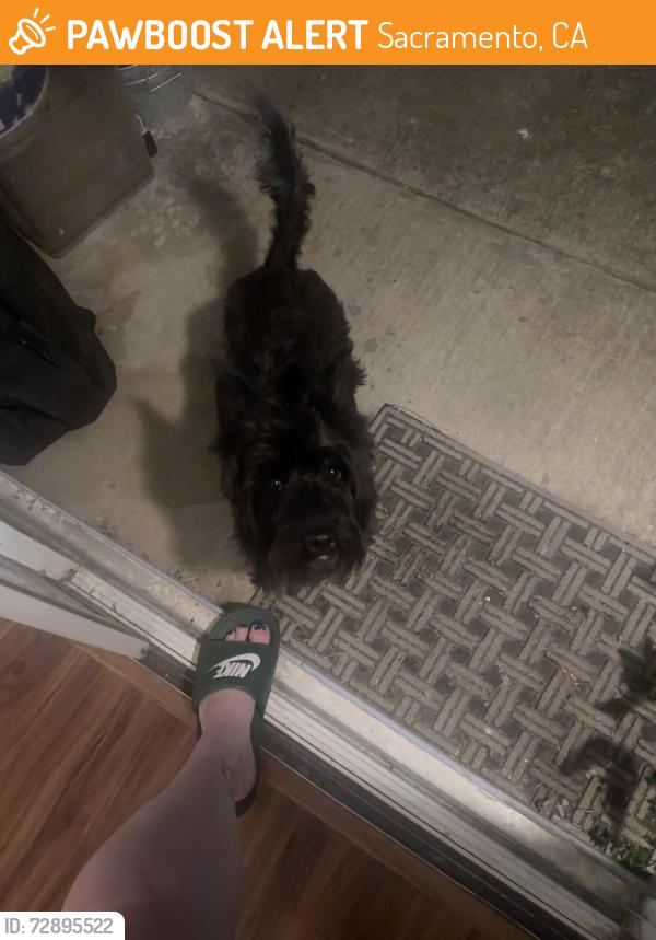 Found/Stray Unknown Dog last seen North pointe park , Sacramento, CA 95838