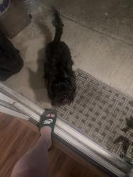 Found/Stray Unknown Dog last seen North pointe park , Sacramento, CA 95838