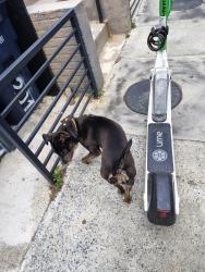 Lost Female Dog last seen My Olivet Rd ne, Washington, DC 20002