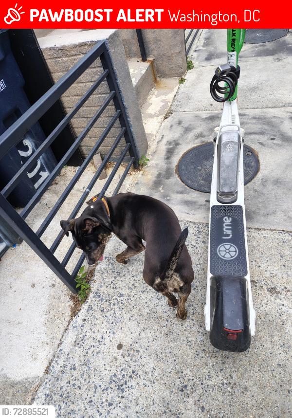 Lost Female Dog last seen My Olivet Rd ne, Washington, DC 20002