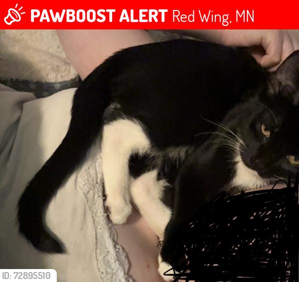 Lost Male Cat last seen Smoking oak, Red Wing, MN 55066