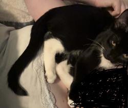 Lost Male Cat last seen Smoking oak, Red Wing, MN 55066