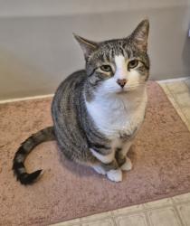 Lost Male Cat last seen E College Ave and N Fountain Ave, Springfield, OH 45504