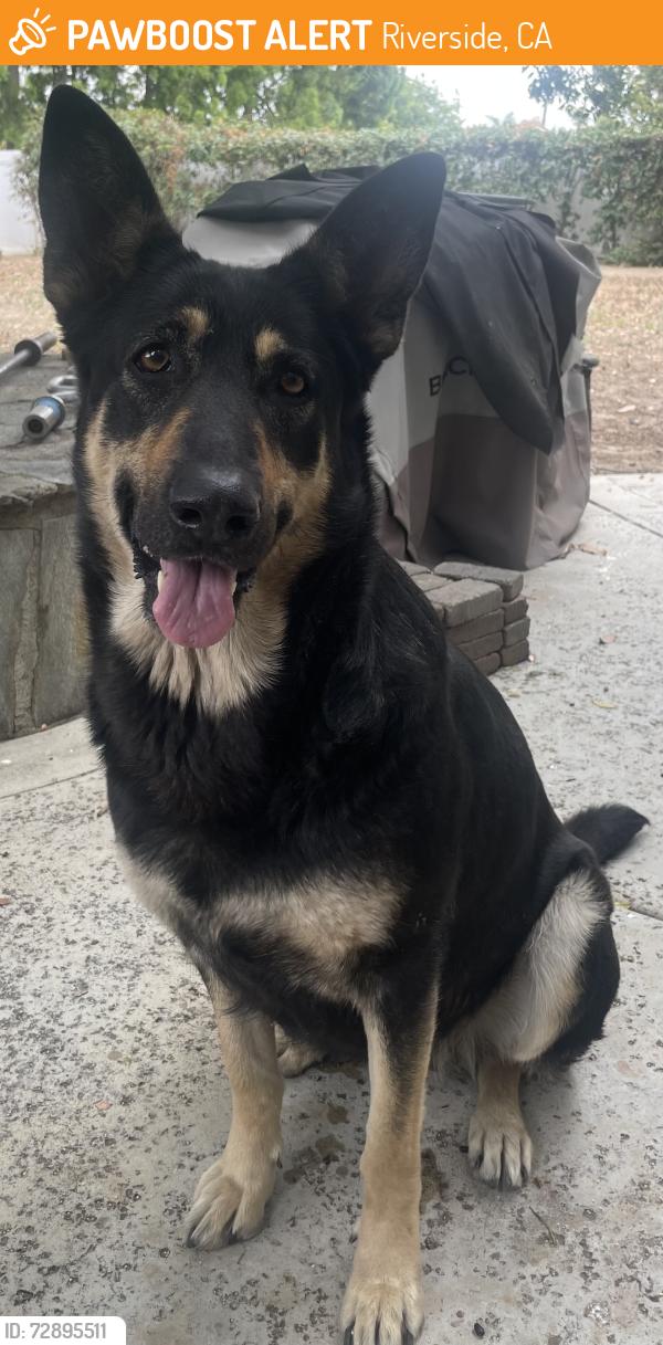 Found/Stray Female Dog last seen Indiana & March Way, Riverside, CA 92503