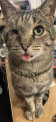 Reunited Male Cat last seen Stanton Ave, Salisbury, MD 21801