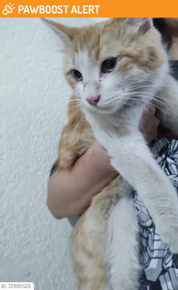 Found/Stray Female Cat last seen México San Luis Potosi , Soledad de Graciano Sánchez, S.L.P. 78436