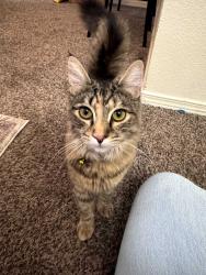 Lost Female Cat last seen Near SW Rebekah St. Wilsonville, Oregon, Wilsonville, OR 97070