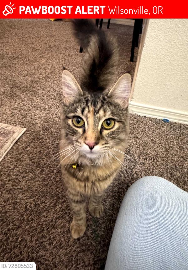 Lost Female Cat last seen Near SW Rebekah St. Wilsonville, Oregon, Wilsonville, OR 97070