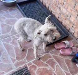 Lost Female Dog last seen Wearing cheetah sweater, , El Paso, TX 79912