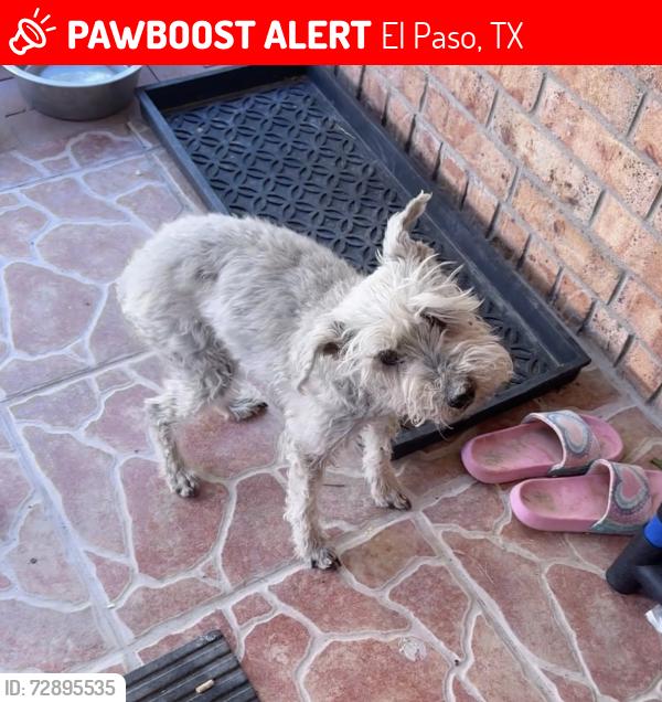 Lost Female Dog last seen Wearing cheetah sweater, , El Paso, TX 79912