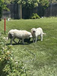 Found/Stray Male Dog last seen Ben holt and grigsby by 7/11, Stockton, CA 95219
