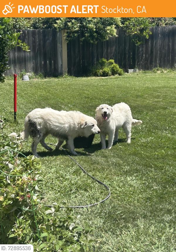 Found/Stray Male Dog last seen Ben holt and grigsby by 7/11, Stockton, CA 95219