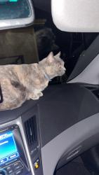 Lost Female Cat last seen Black oak rd, Clinton, TN 37716