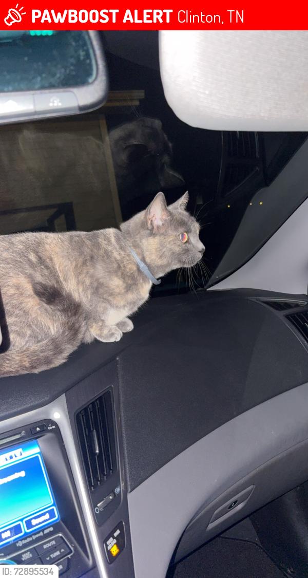 Lost Female Cat last seen Black oak rd, Clinton, TN 37716