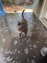 Found/Stray Male Dog last seen Near e emily st, Tampa, FL 33603