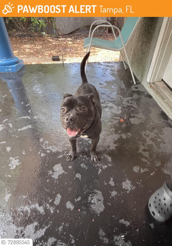 Found/Stray Male Dog last seen Near e emily st, Tampa, FL 33603