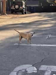 Found/Stray Female Dog last seen Mount Doble, Big Bear, CA 92314