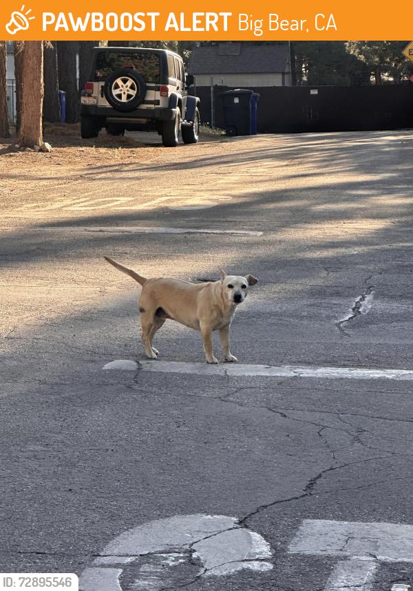Found/Stray Female Dog last seen Mount Doble, Big Bear, CA 92314