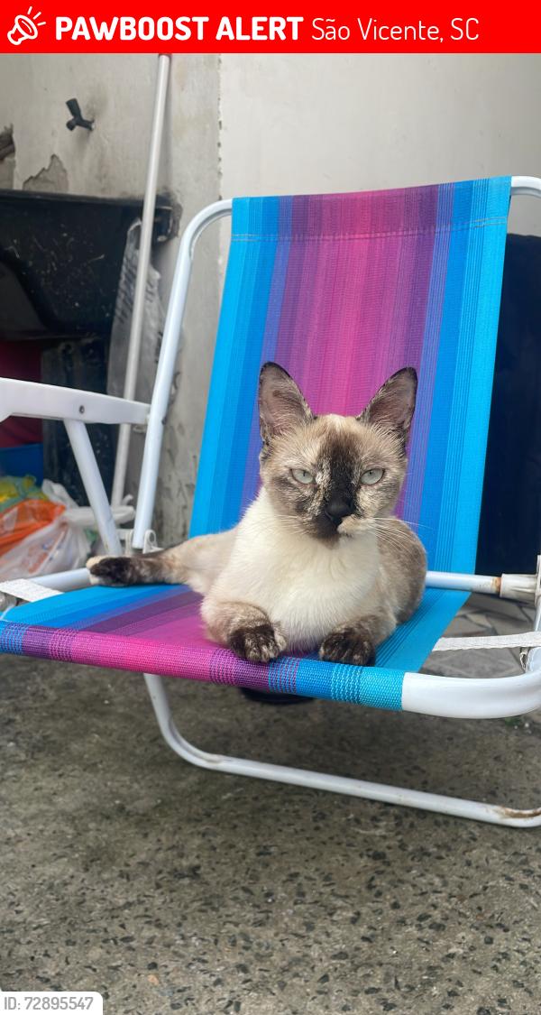 Lost Female Cat last seen Perto da escola unificado , São Vicente, SC 
