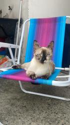 Lost Female Cat last seen Perto da escola unificado , São Vicente, SC 