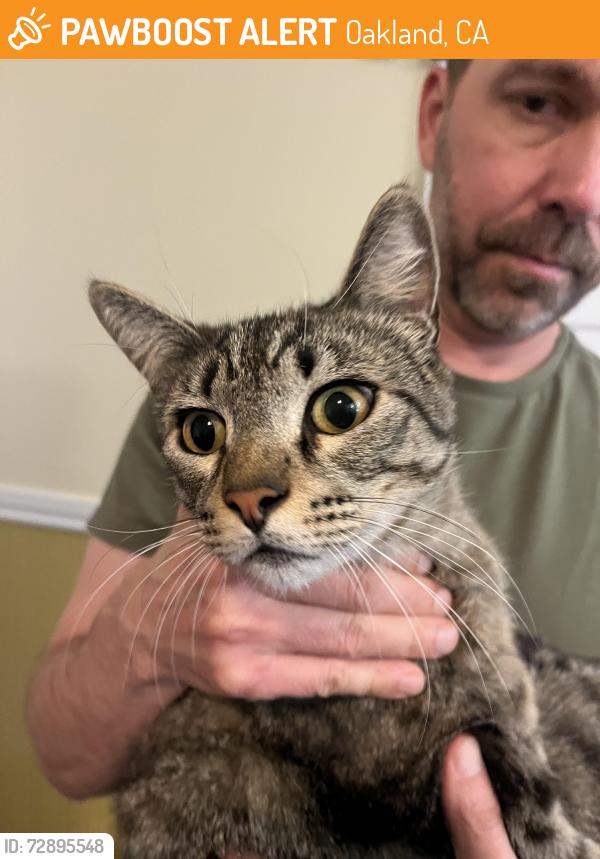 Found/Stray Female Cat last seen 55th street and Fremont , Oakland, CA 94608