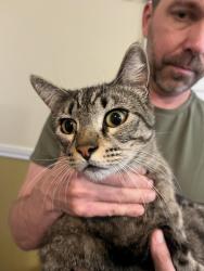 Found/Stray Female Cat last seen 55th street and Fremont , Oakland, CA 94608