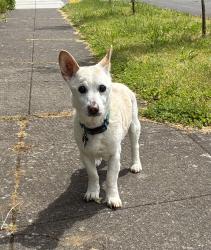 Found/Stray Male Dog last seen Ne Klickitat and Ne 74th, Portland, OR 97213