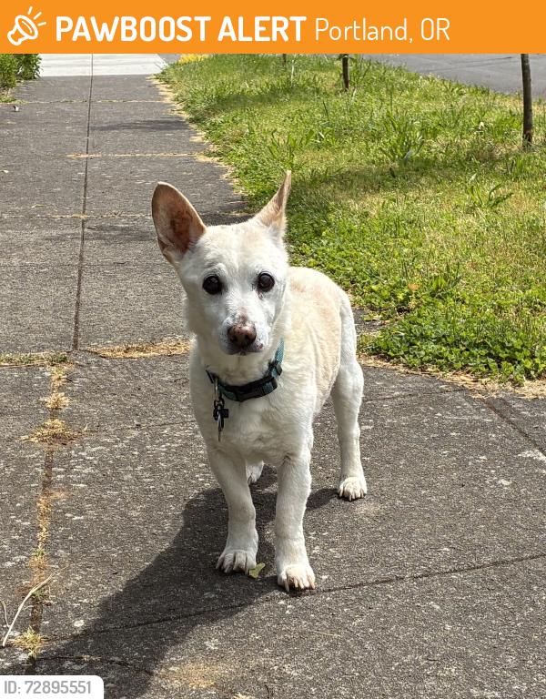 Found/Stray Male Dog last seen Ne Klickitat and Ne 74th, Portland, OR 97213