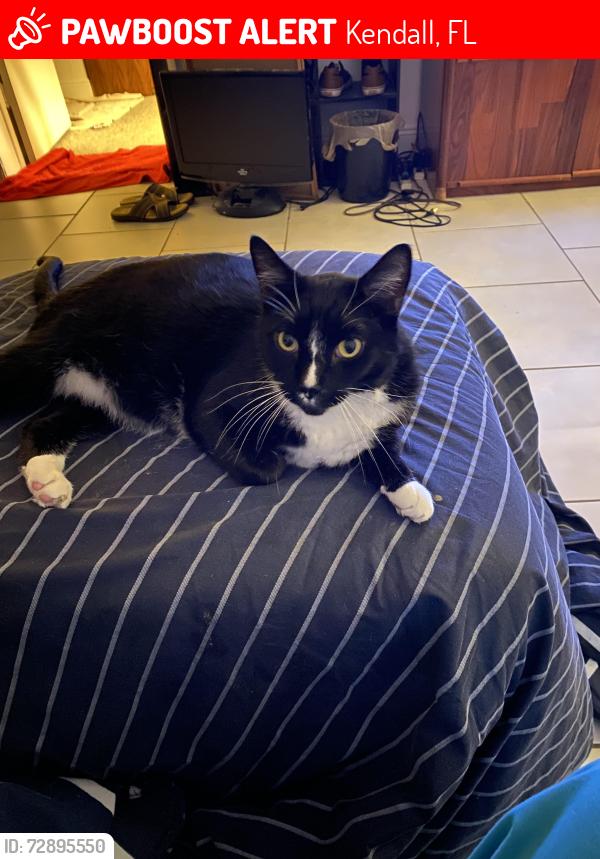 Lost Male Cat last seen Colony apmts, Kendall, FL 33156