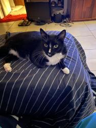 Lost Male Cat last seen Colony apmts, Kendall, FL 33156