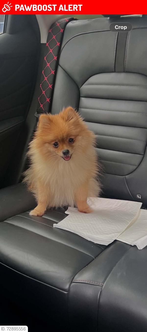 Lost Female Dog last seen Tudor Road, Leicester, England LE3 5RA