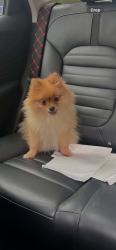 Lost Female Dog last seen Tudor Road, Leicester, England LE3 5RA
