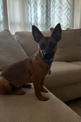 Lost Male Dog last seen Tom Green and McKnight and 42nd street near Wilson & Young Middle School , Odessa, TX 79762