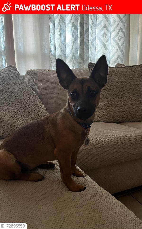 Lost Male Dog last seen Tom Green and McKnight and 42nd street near Wilson & Young Middle School , Odessa, TX 79762