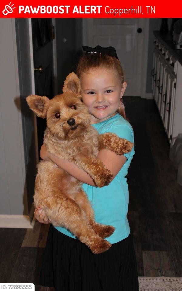 Lost Female Dog last seen Near Pleasant Hill Rd Copperhill Tn, Copperhill, TN 37317