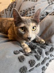 Found/Stray Female Cat last seen 95th and 23rd in wedgewood neighborhood, Seattle, WA 98115