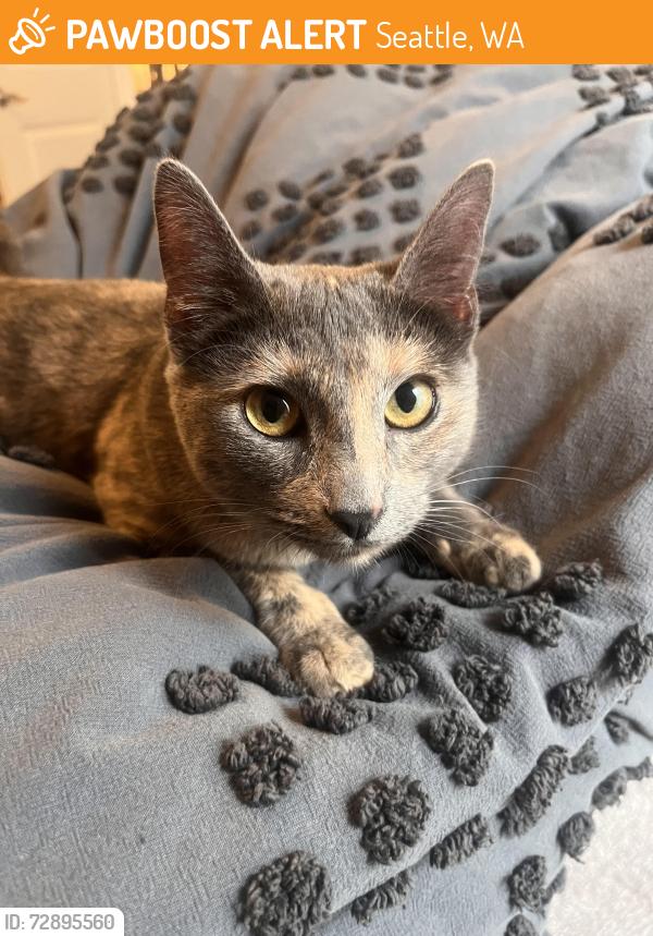 Found/Stray Female Cat last seen 95th and 23rd in wedgewood neighborhood, Seattle, WA 98115
