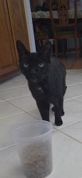 Lost Male Cat last seen Hudis st, Rohnert Park, CA 94928