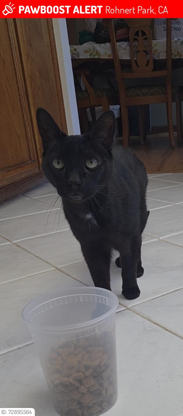 Lost Male Cat last seen Hudis st, Rohnert Park, CA 94928