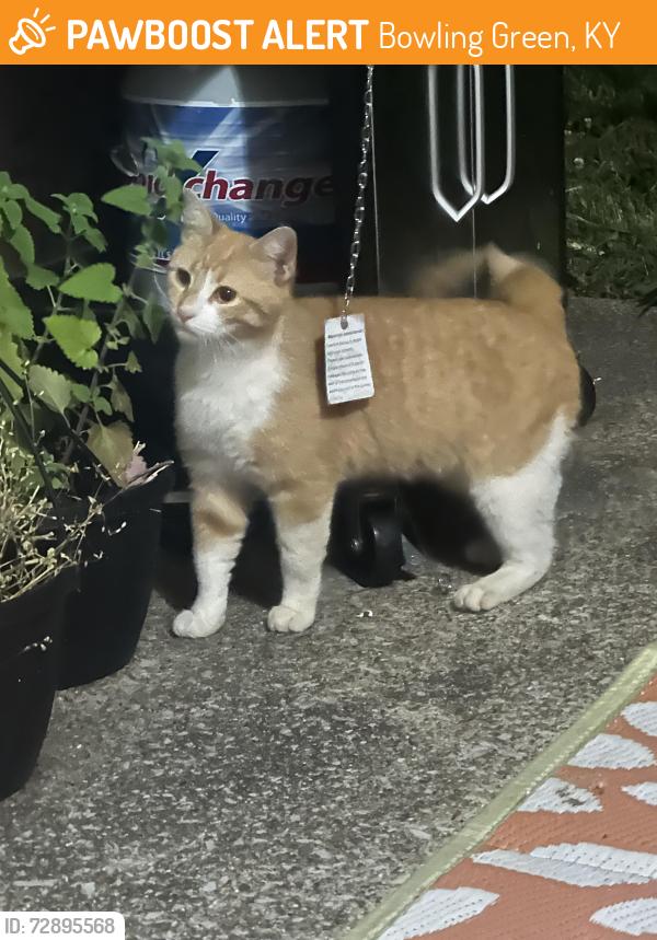 Found/Stray Unknown Cat last seen Near Silvercreek Avenue, Bowling Green, KY, USA, Bowling Green, KY 42104