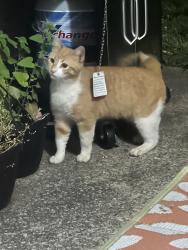Found/Stray Unknown Cat last seen Near Silvercreek Avenue, Bowling Green, KY, USA, Bowling Green, KY 42104