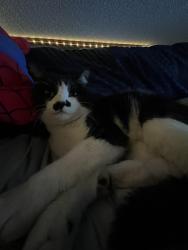 Lost Male Cat last seen S Dunkirk St, Aurora, CO 80017
