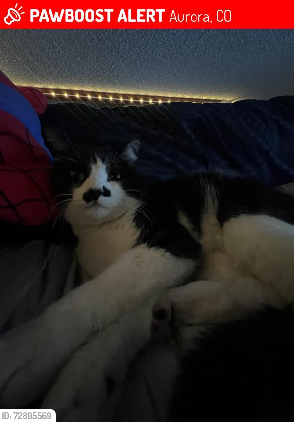Lost Male Cat last seen S Dunkirk St, Aurora, CO 80017