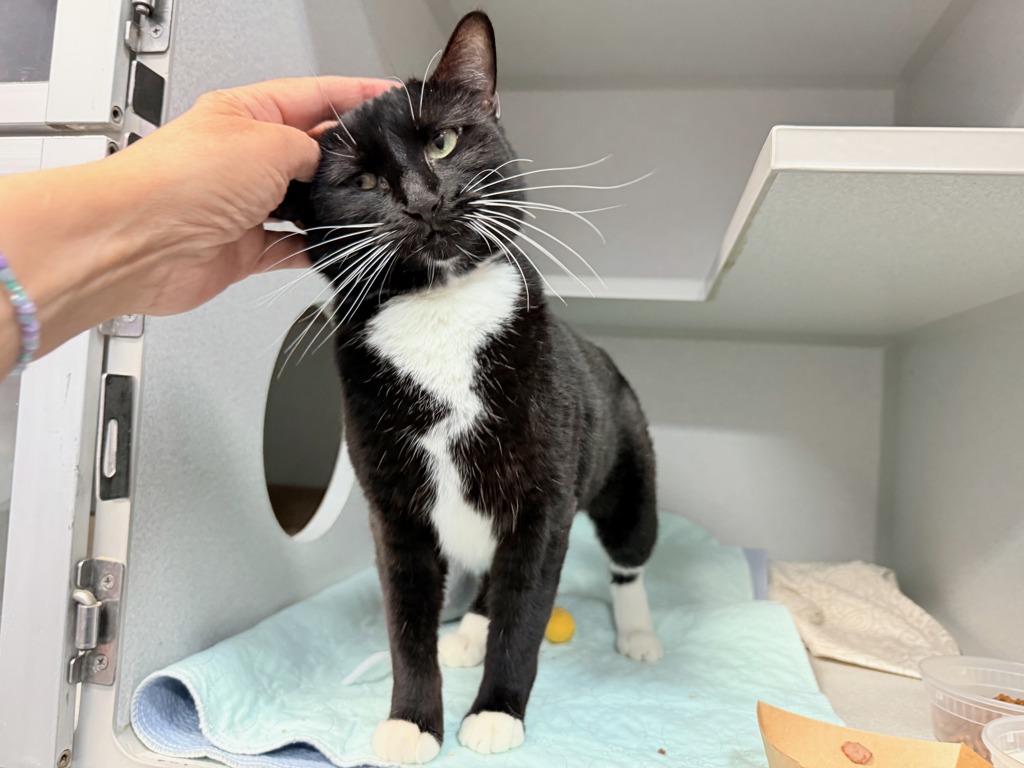 Shelter Stray Female Cat last seen Near Westchester Avenue, BRONX, NY, 10455, New York, NY 10029