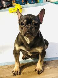 Found/Stray Female Dog last seen Memorial Park, Azusa, CA 91702