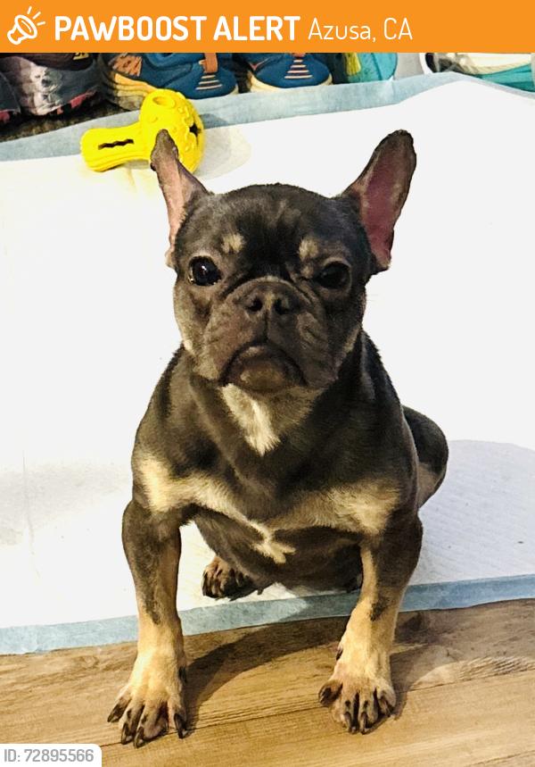 Found/Stray Female Dog last seen Memorial Park, Azusa, CA 91702